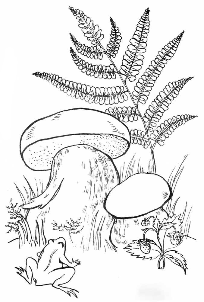 Ягоды и грибы картинки для детей раскраски