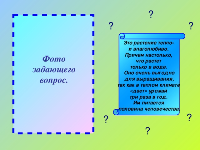 ? ? ? Это растение тепло- и влаголюбиво. Причем настолько, что растет только в воде. Оно очень выгодно для выращивания, так как в теплом климате «дает» урожай три раза в год. Им питается половина человечества. Фото задающего вопрос. ? ? ?