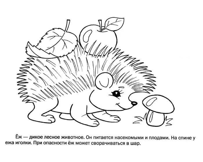Ёжик, раскраски для детей, 100 штук. Распечатайте онлайн!